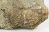 Fossil Brachiopod (Cyrtospirifer) - Russia #322165-1